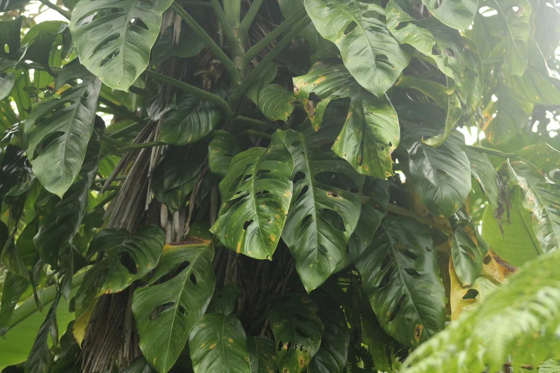 Monstera adansonii
