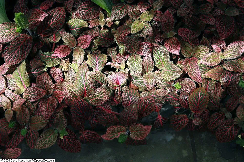 Fittonia albivenis