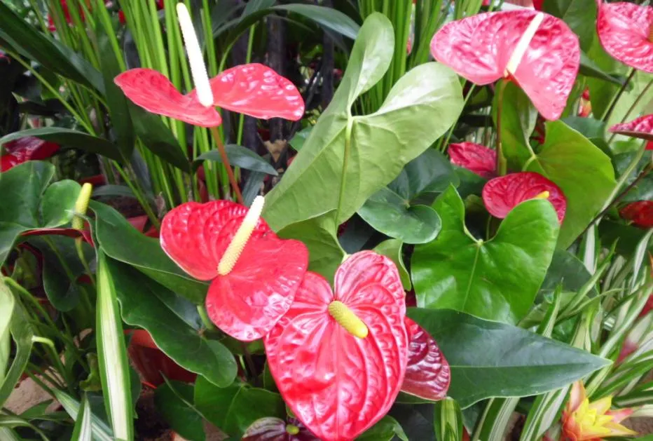 Anthurium andraeanum
