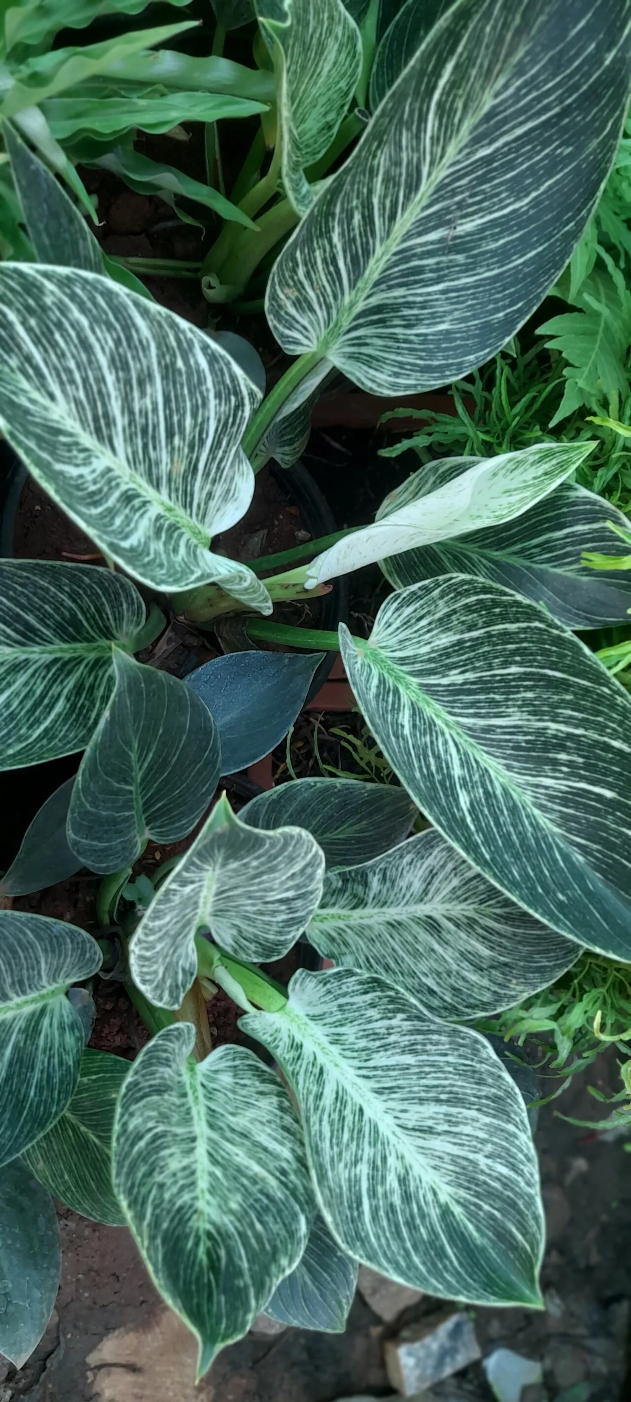 Philodendron 'Birkin