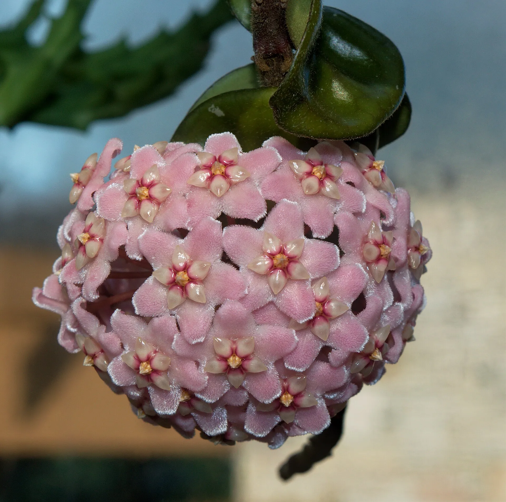 Hoya carnosa