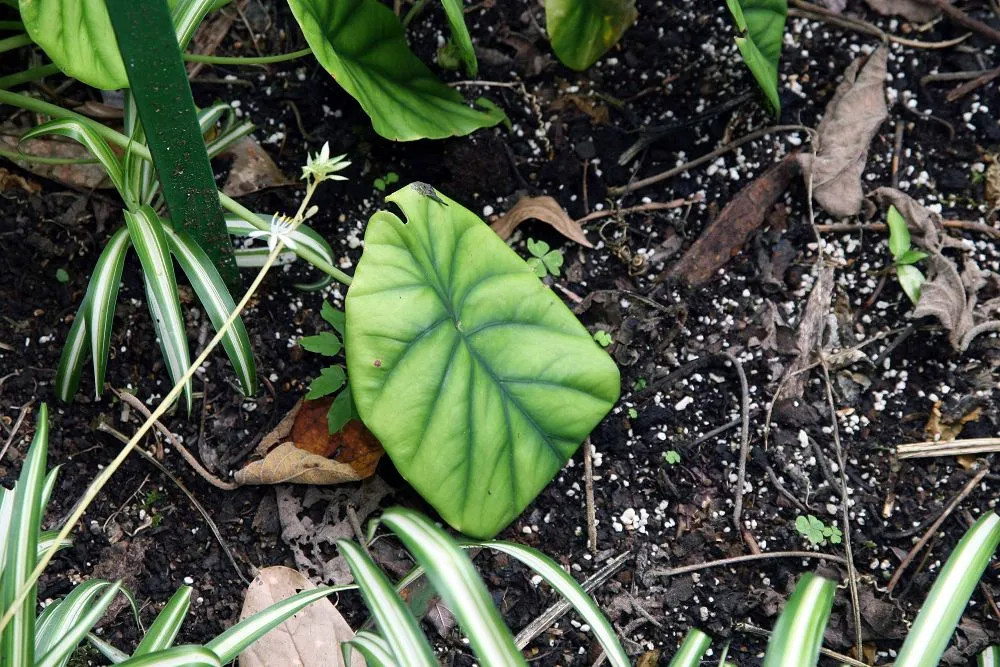 Alocasia clypeolata