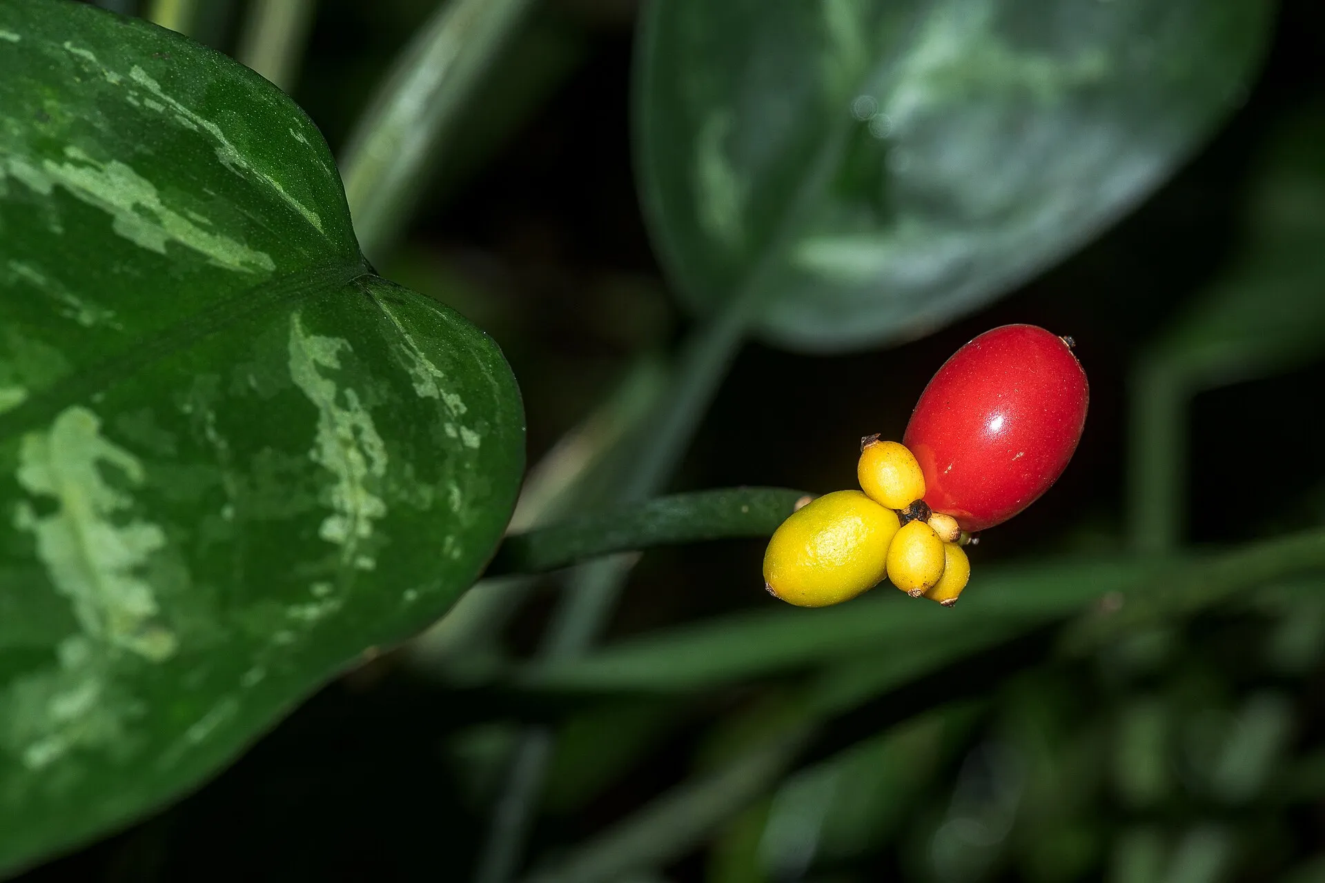 Aglaonema commutatum