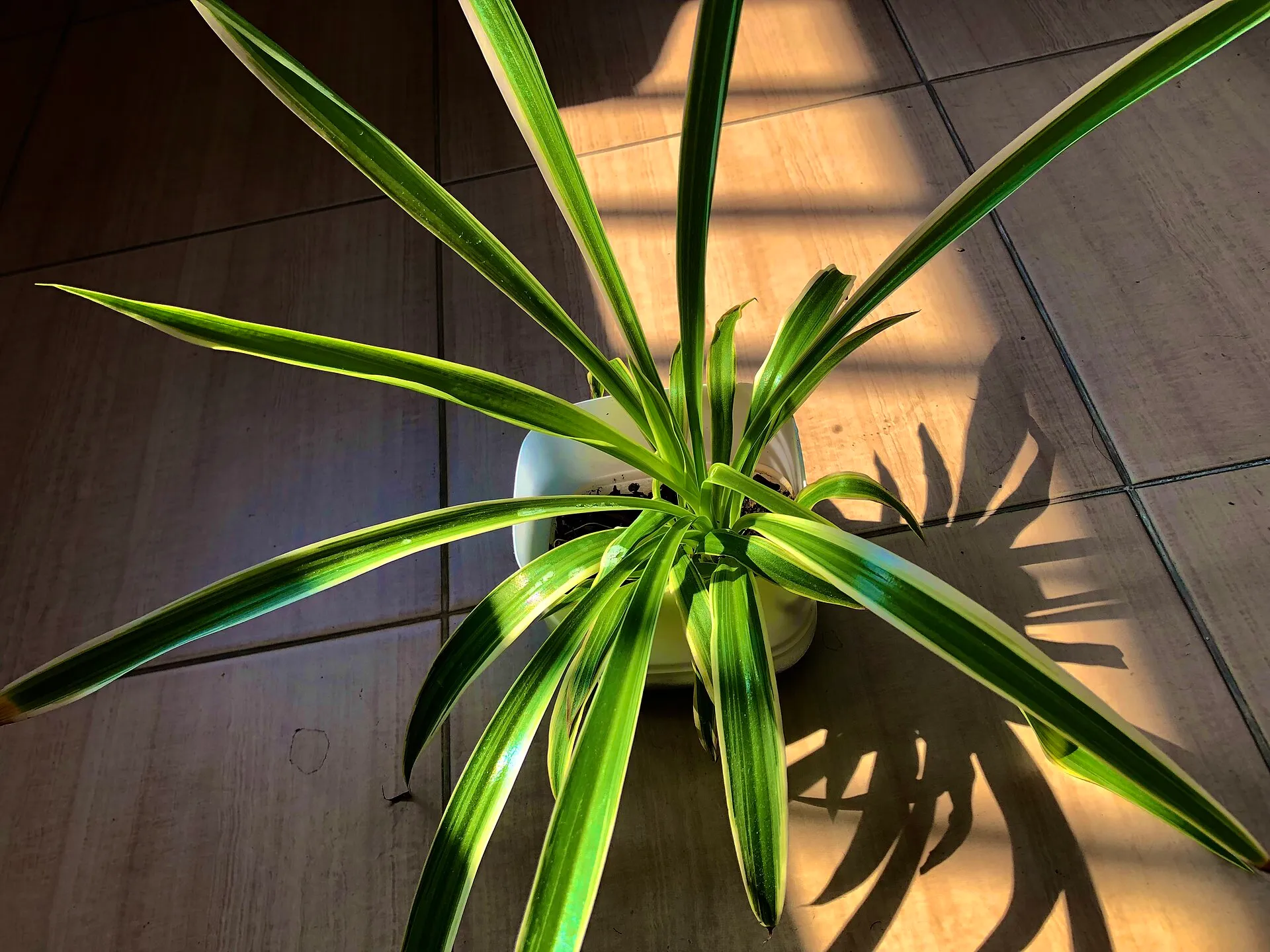 Chlorophytum comosum