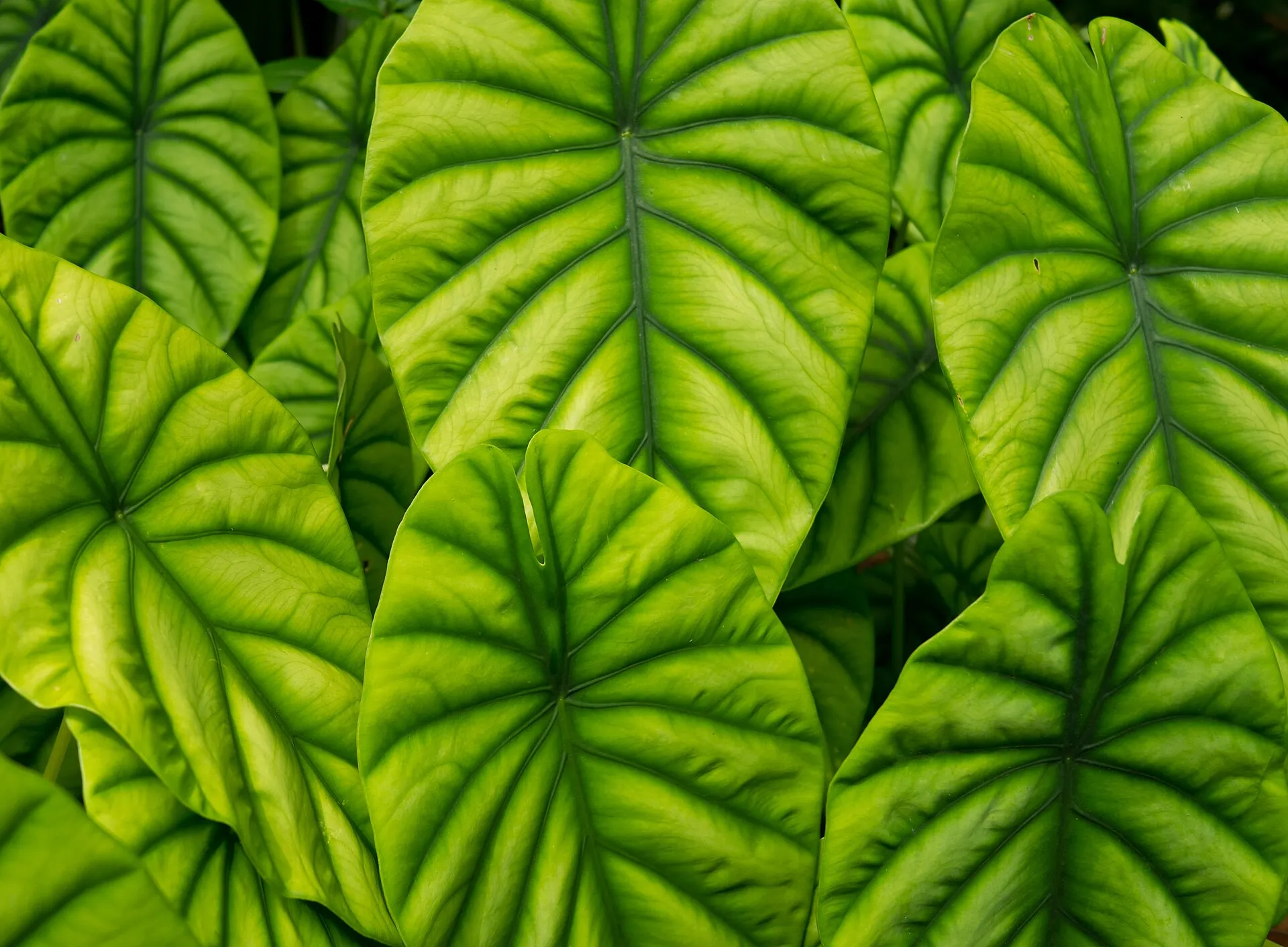 Alocasia cuprea