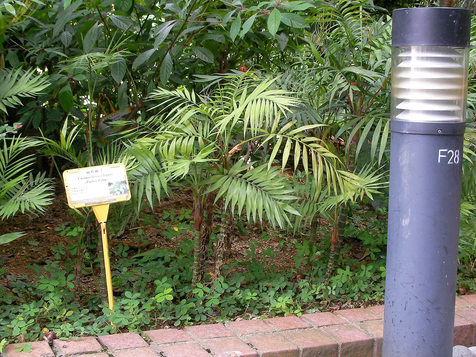 Chamaedorea elegans