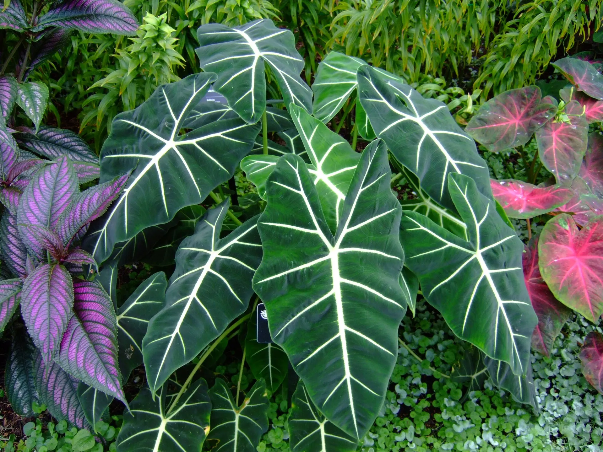 Alocasia micholitziana 'Frydek