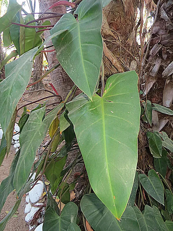 Philodendron hederaceum