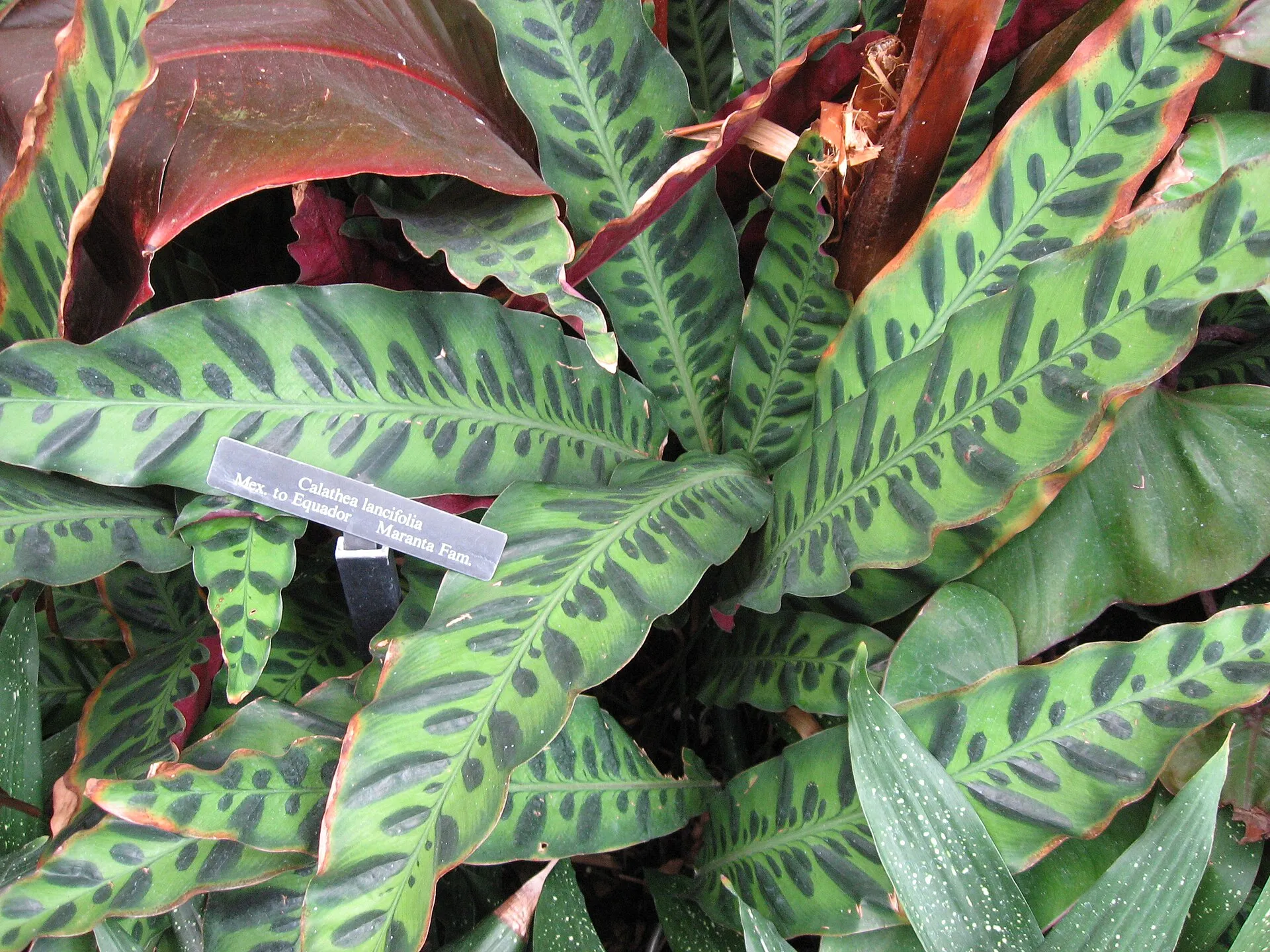 Calathea lancifolia