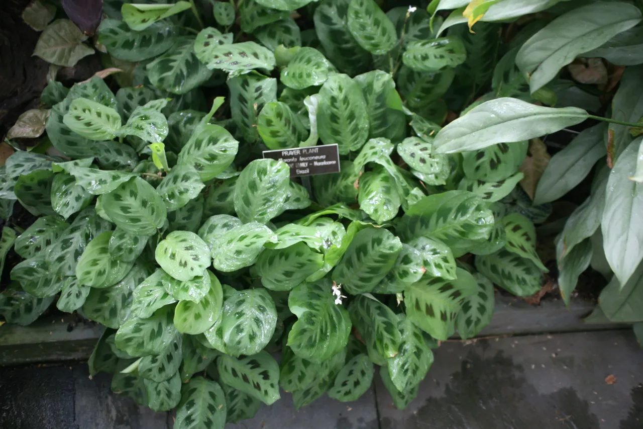Maranta leuconeura