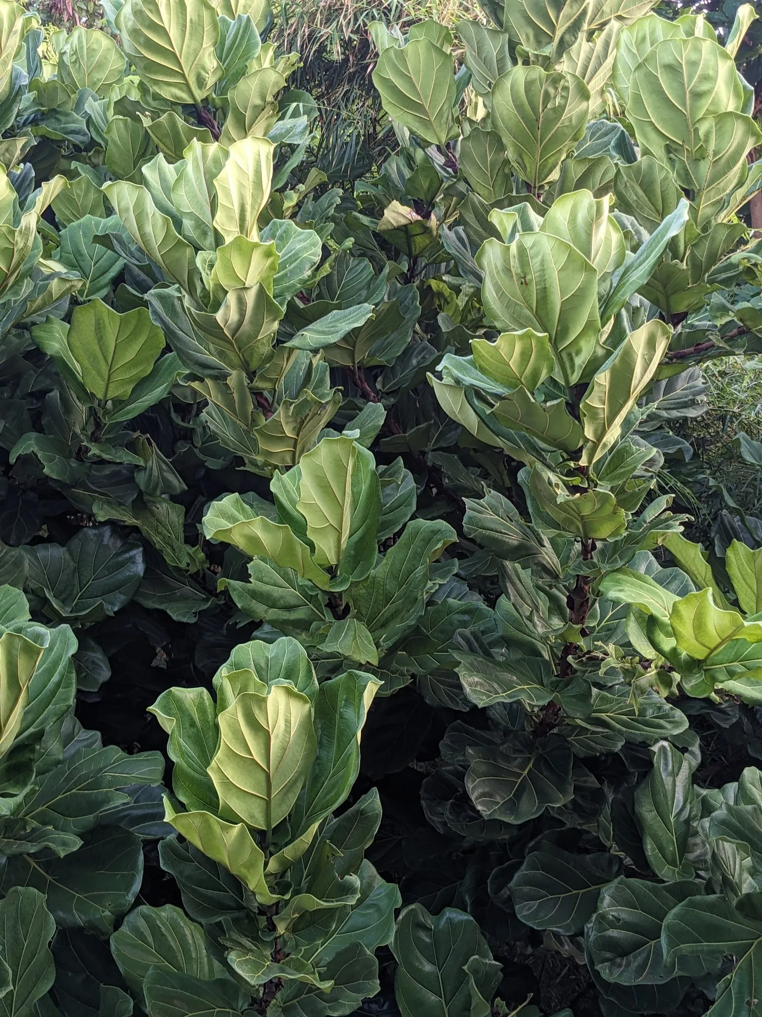 Ficus lyrata