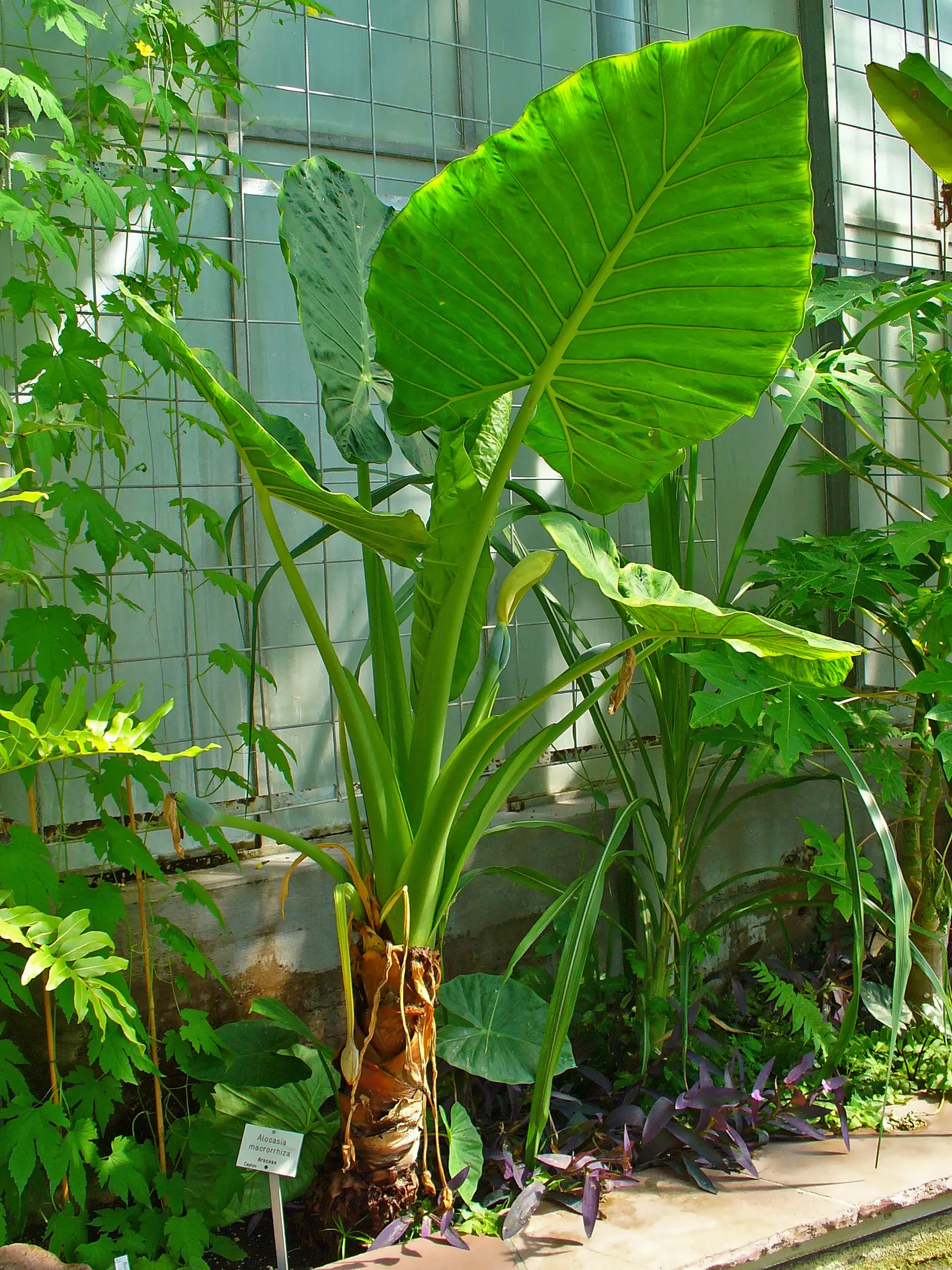 Alocasia macrorrhizos