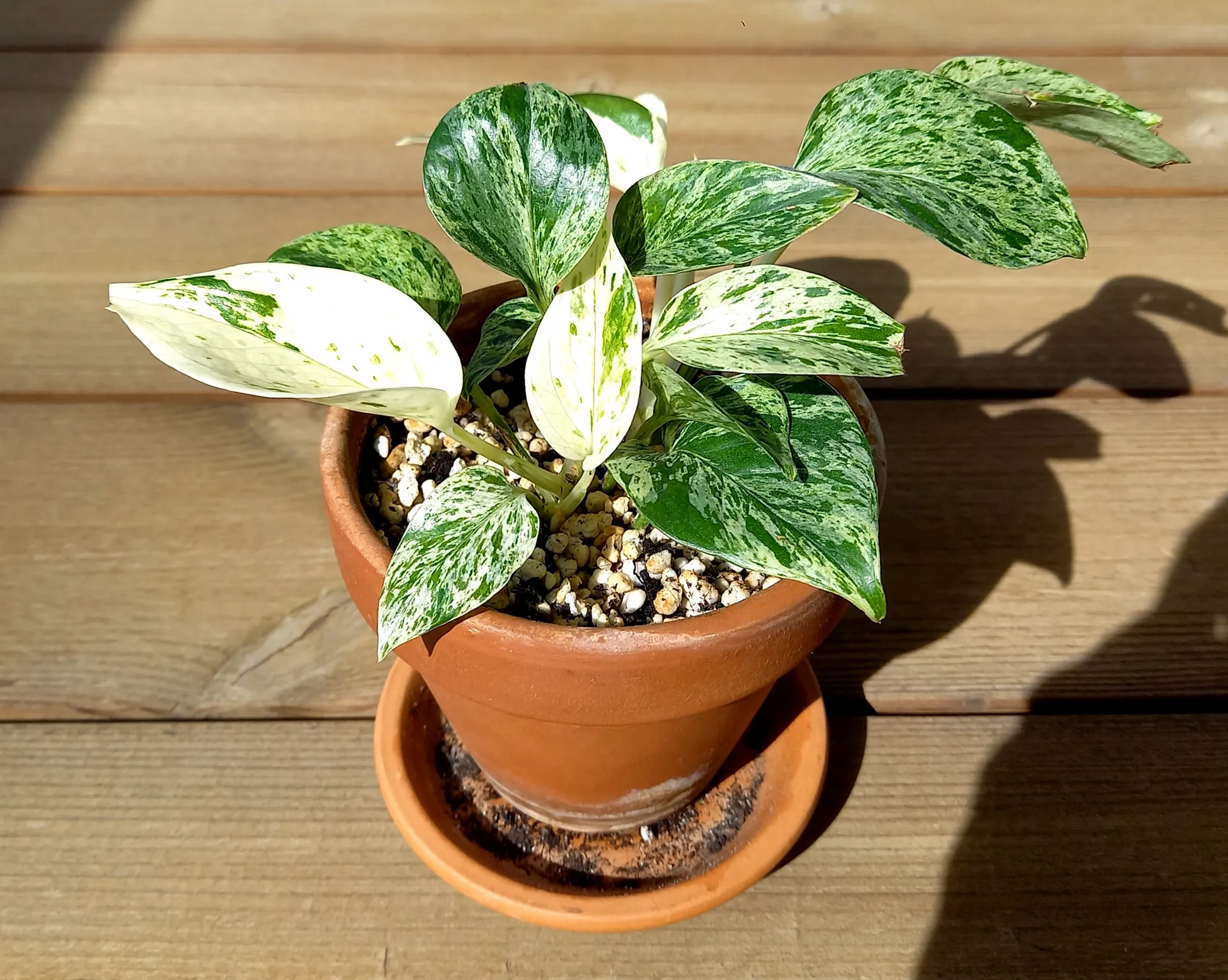 Epipremnum aureum 'Marble Queen
