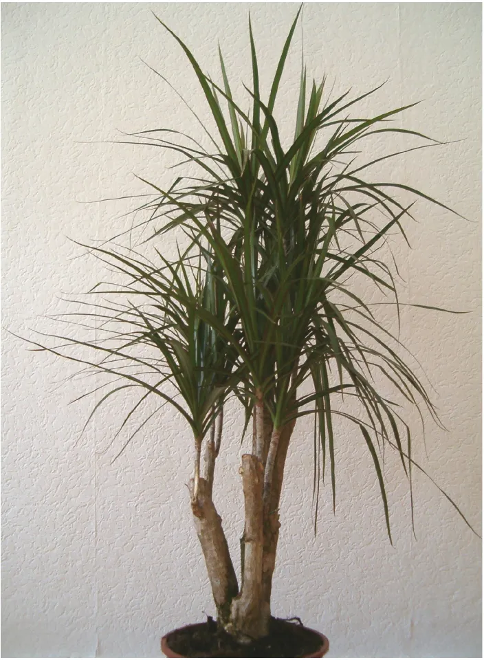 Dracaena marginata