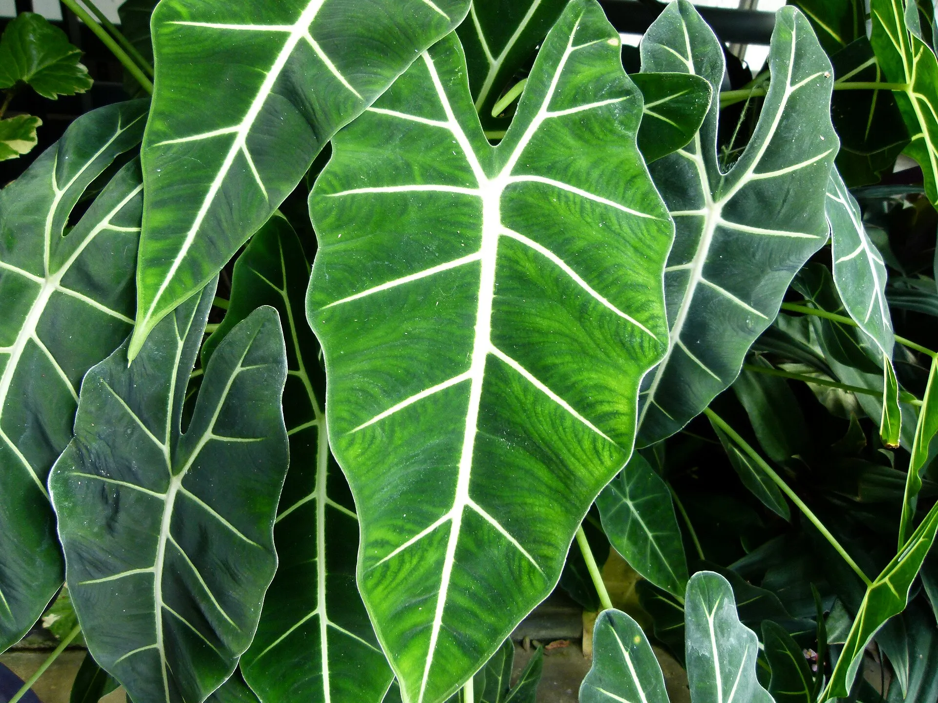 Alocasia micholitziana