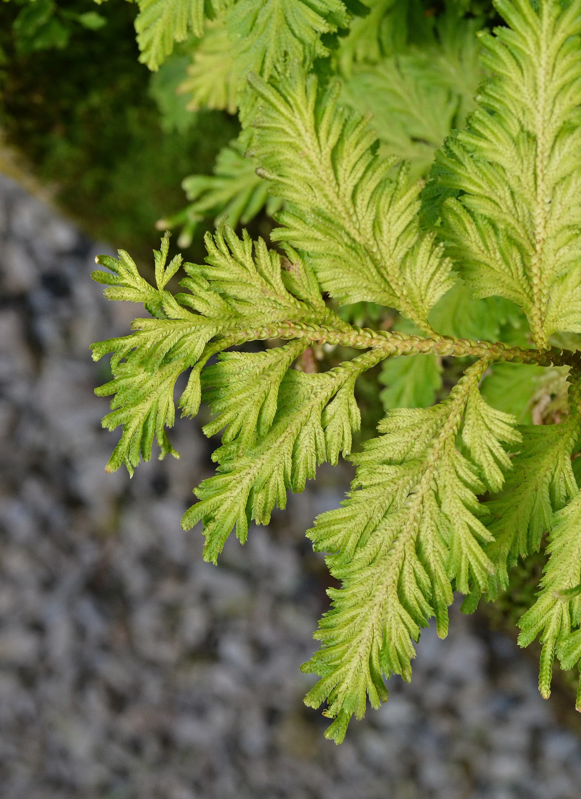 Asplenium nidus