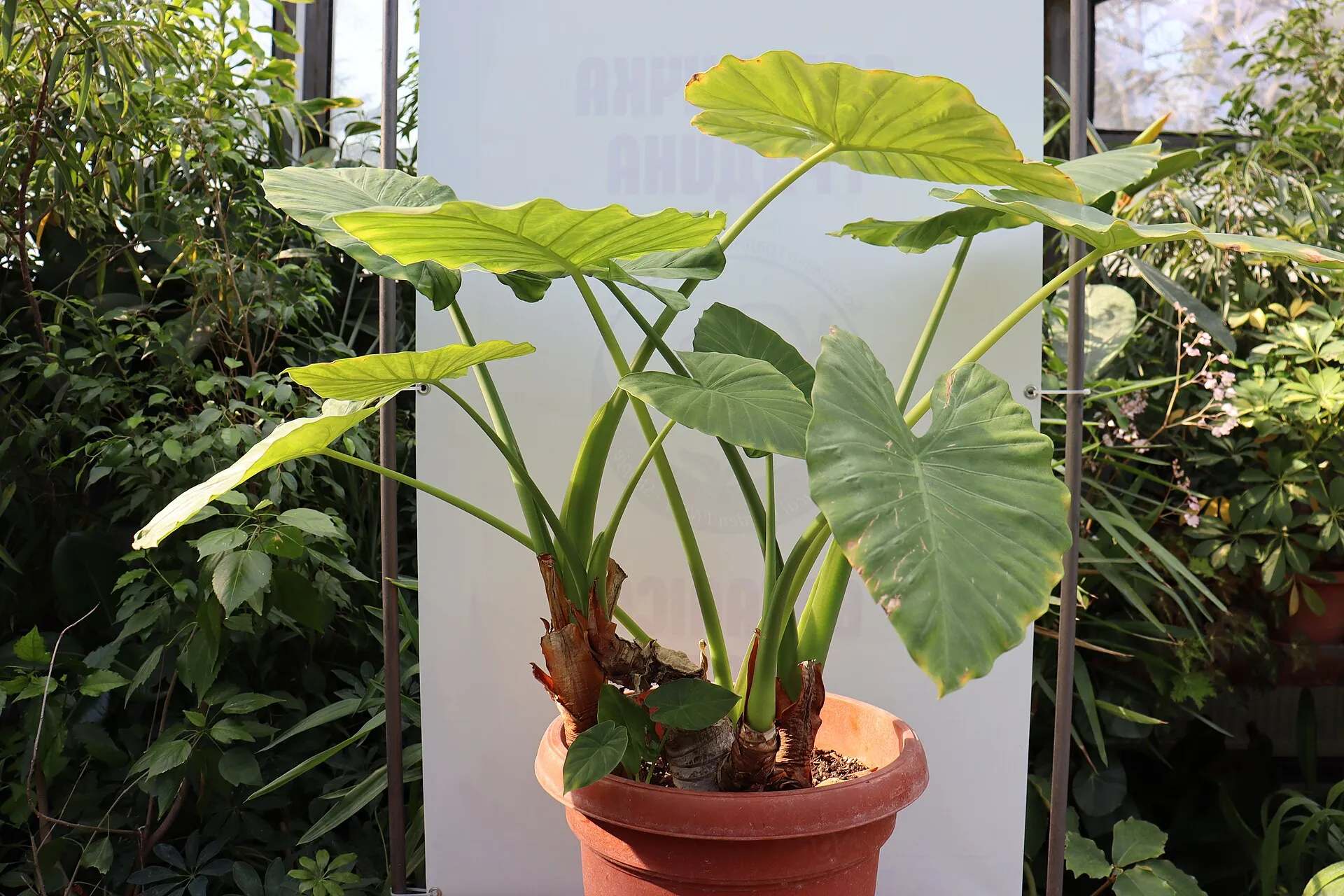 Alocasia odora