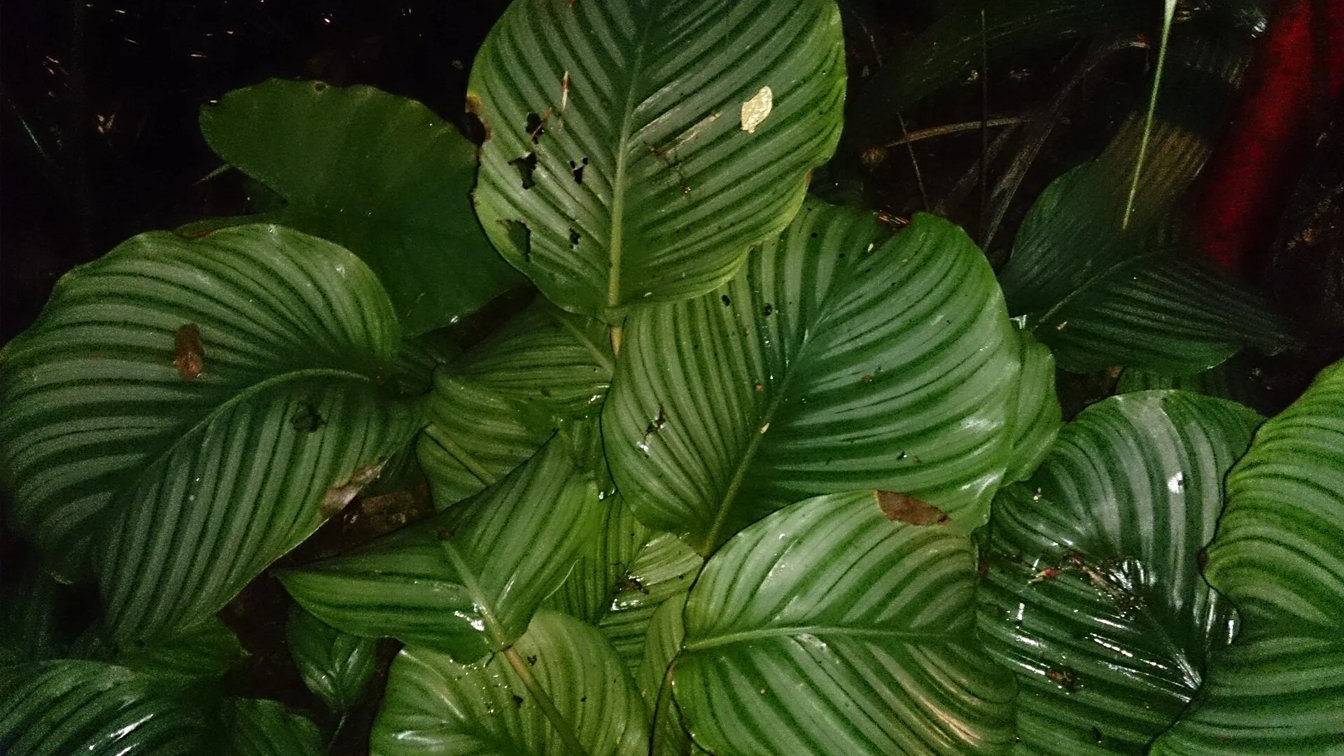 Calathea orbifolia