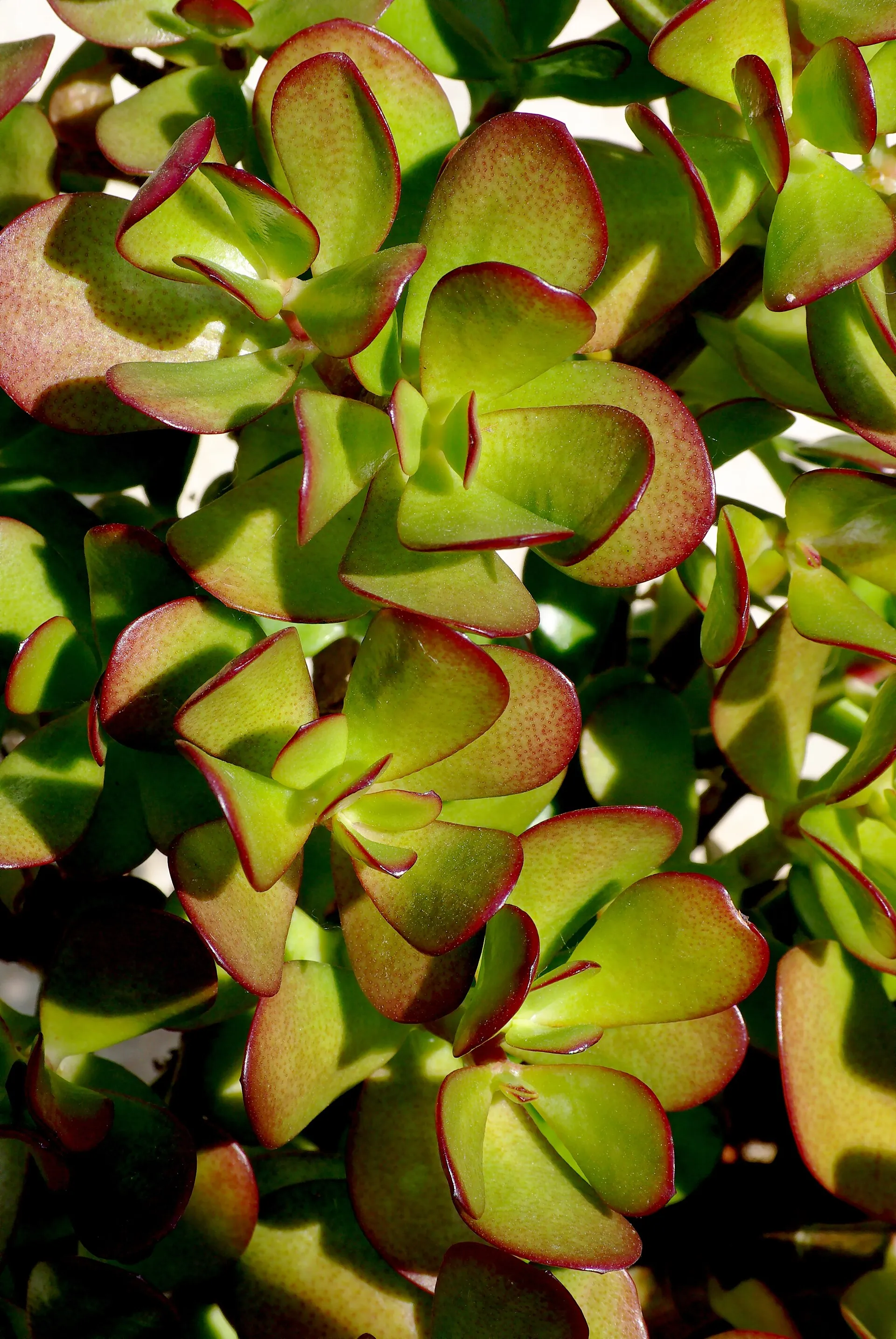 Crassula ovata
