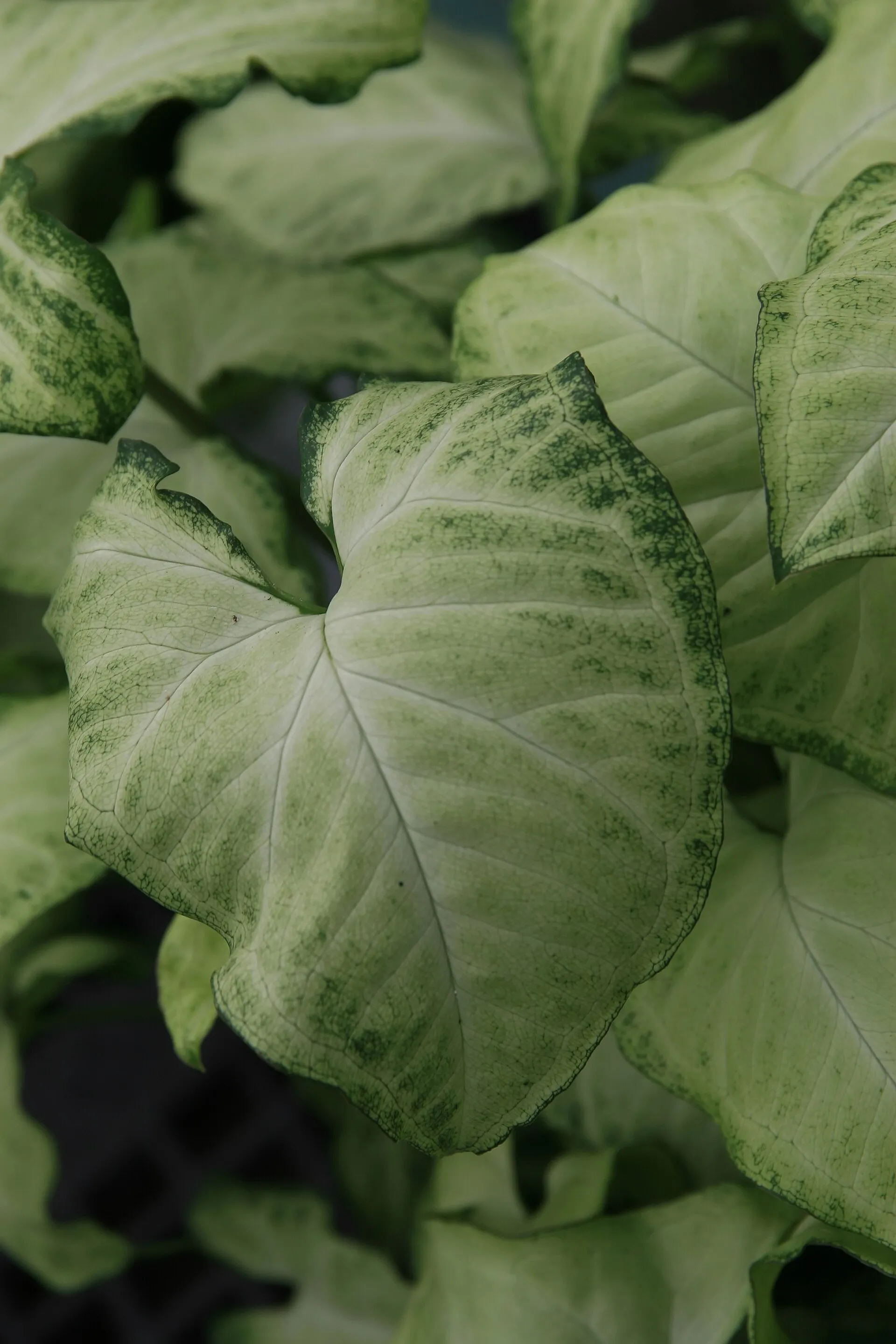 Syngonium podophyllum