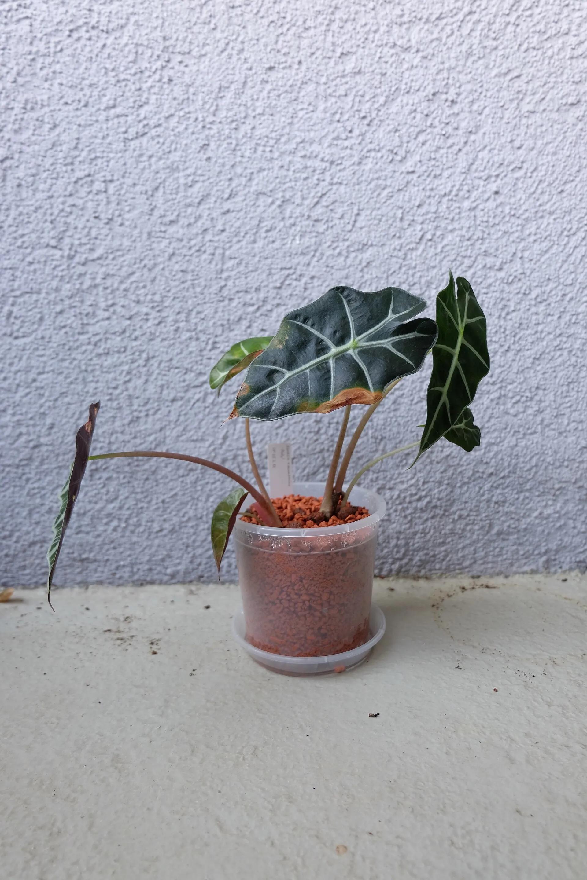 Alocasia × amazonica 'Polly