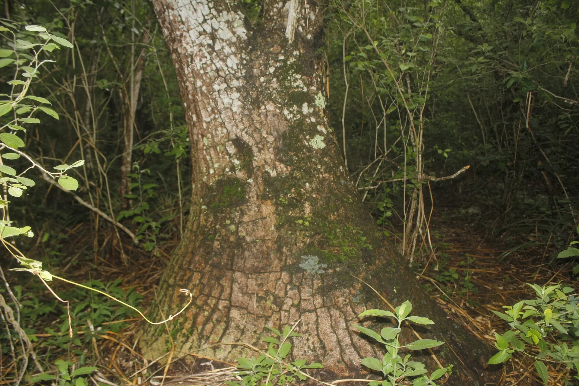 Beaucarnea recurvata