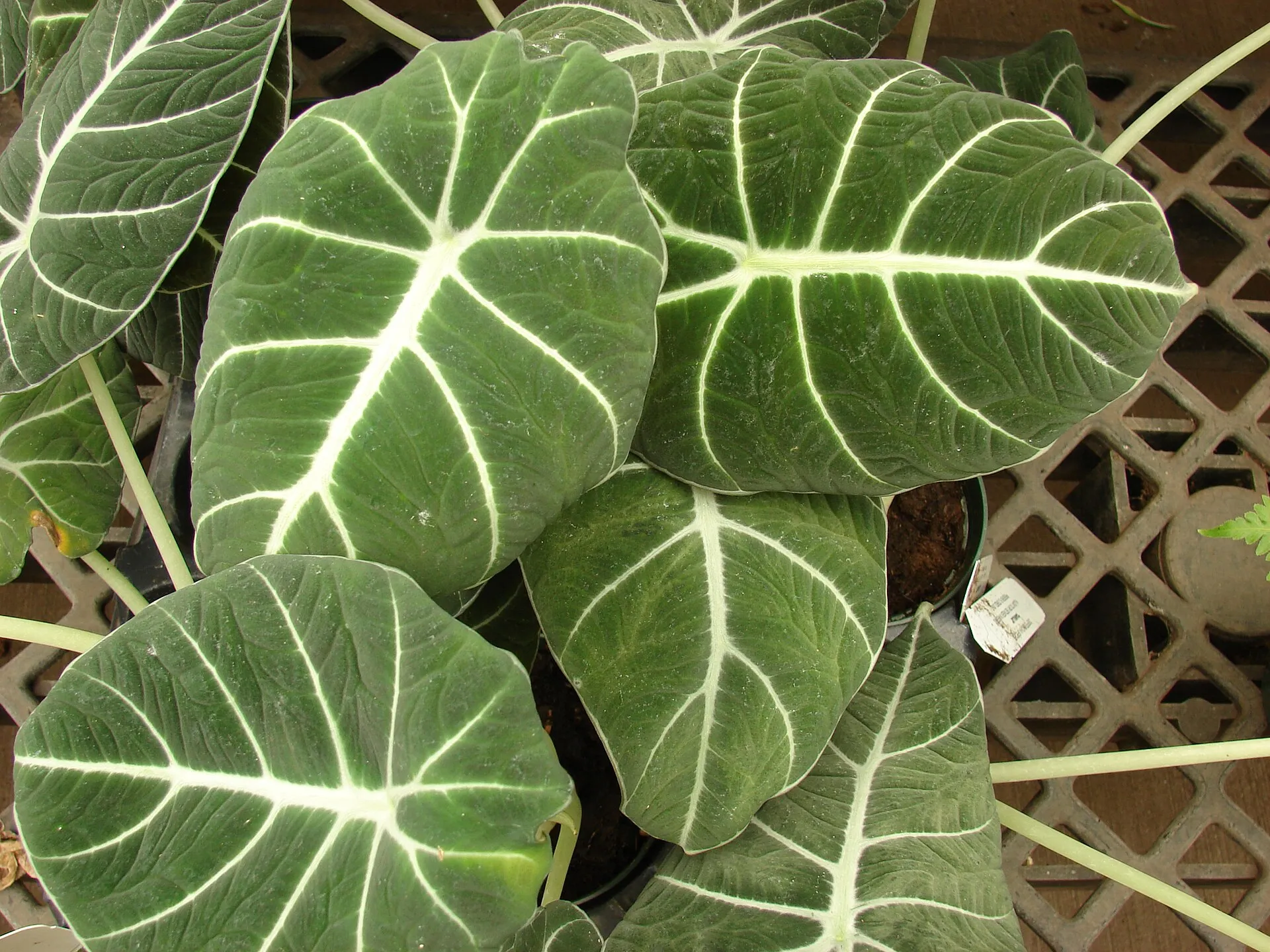 Alocasia reginula