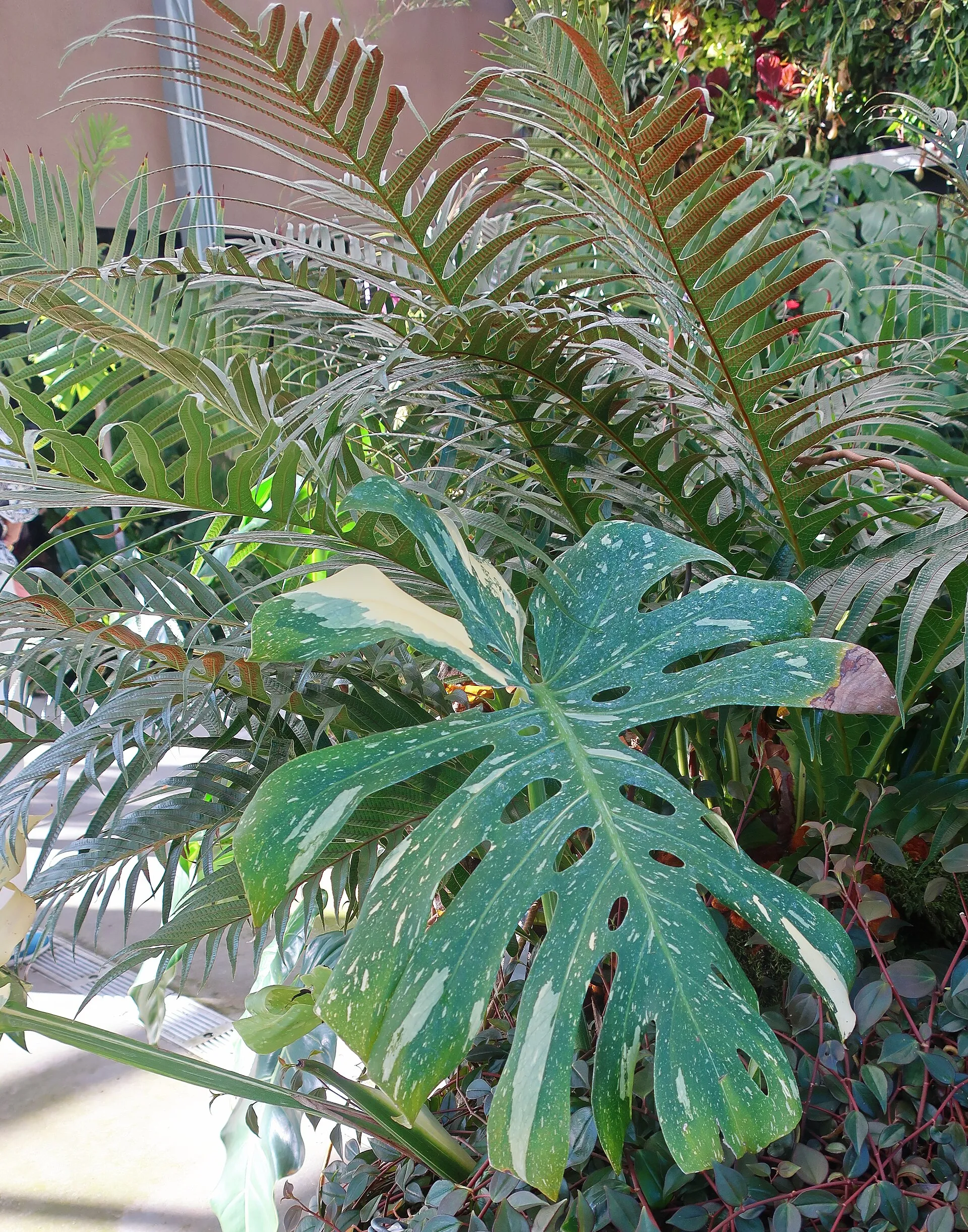 Monstera deliciosa 'Thai Constellation