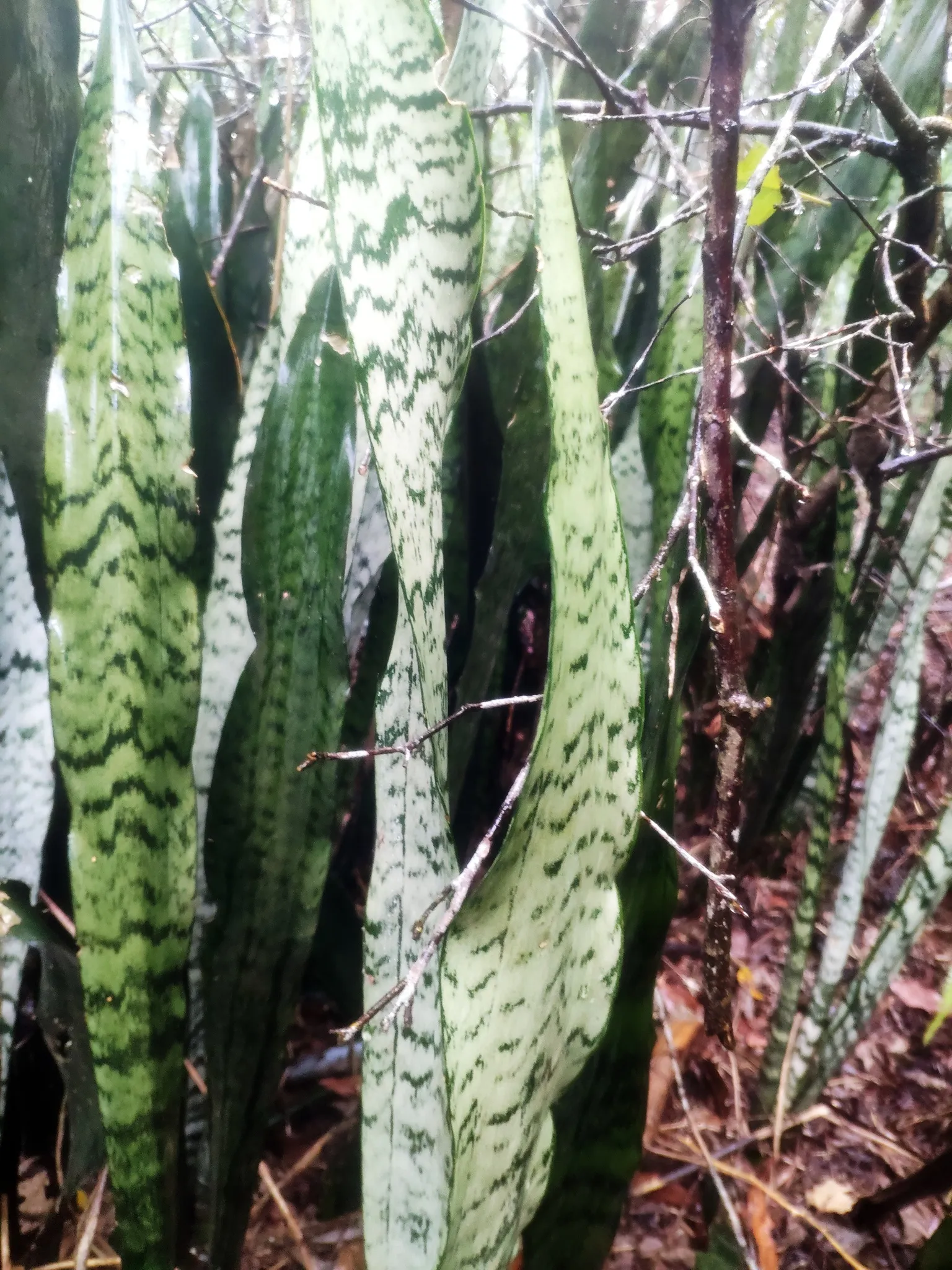 Dracaena trifasciata