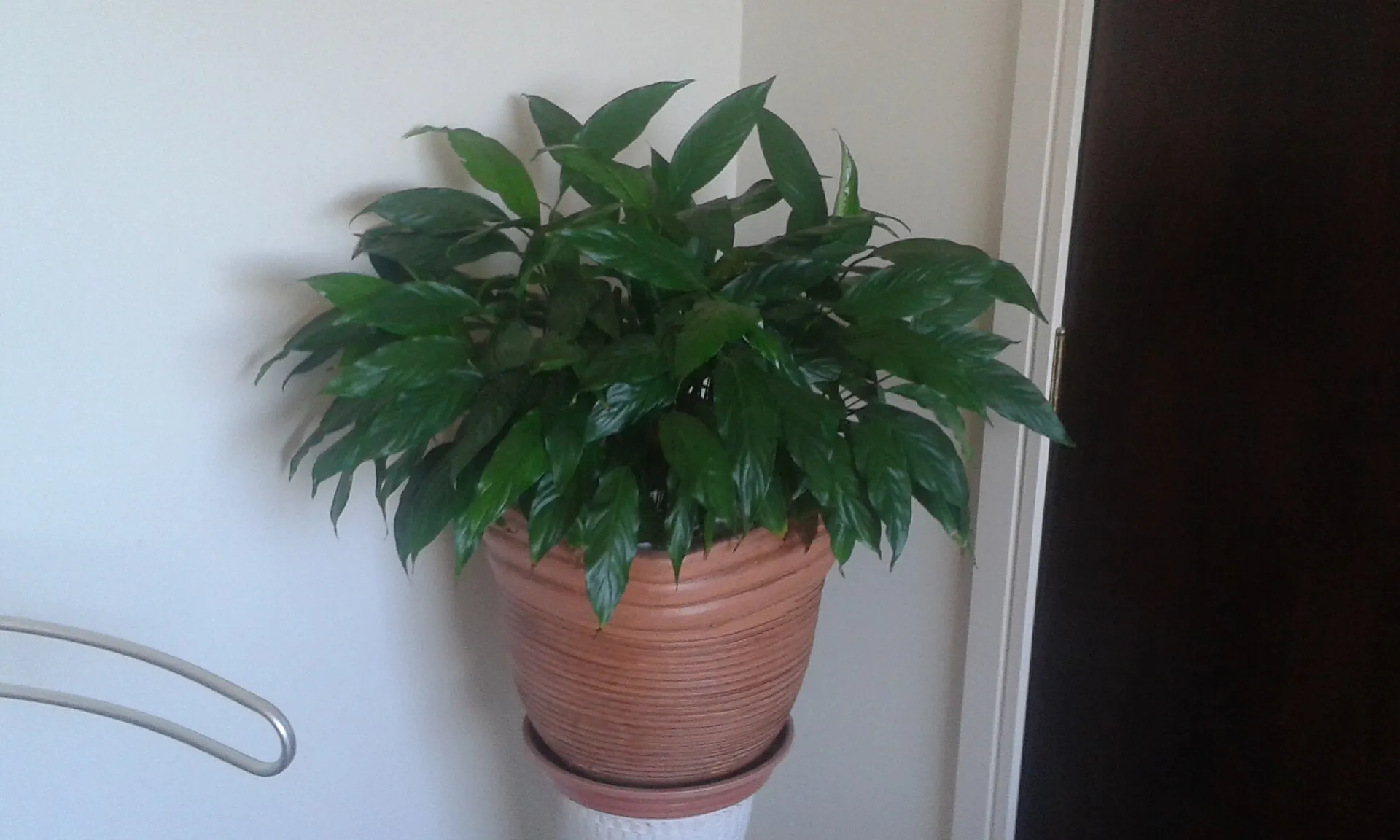 Spathiphyllum wallisii