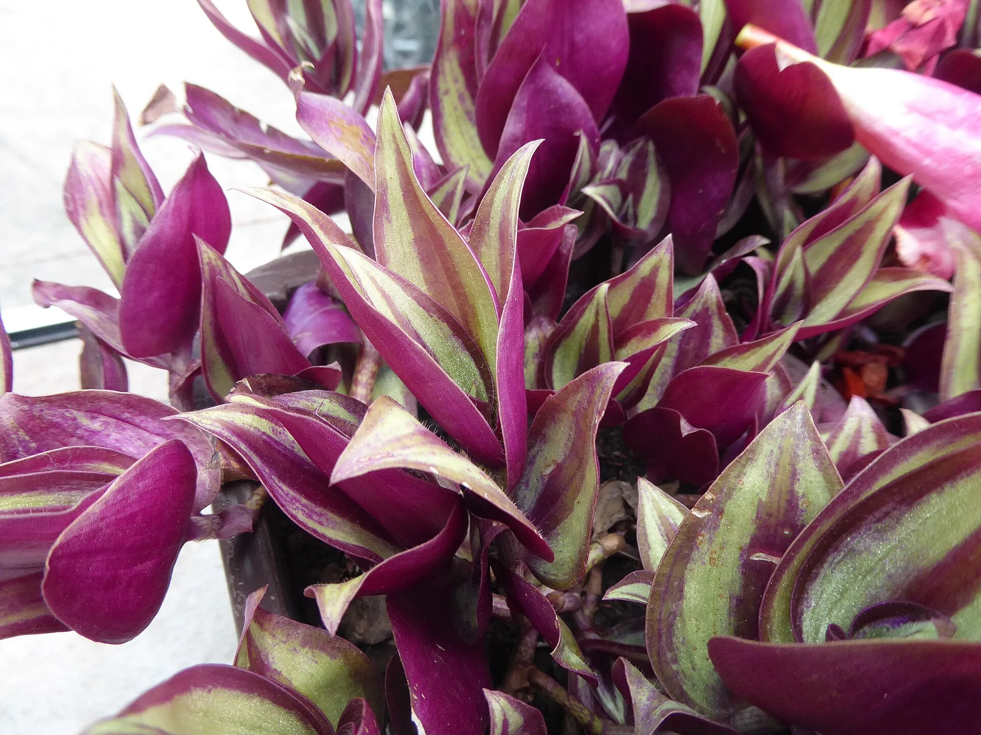 Tradescantia zebrina