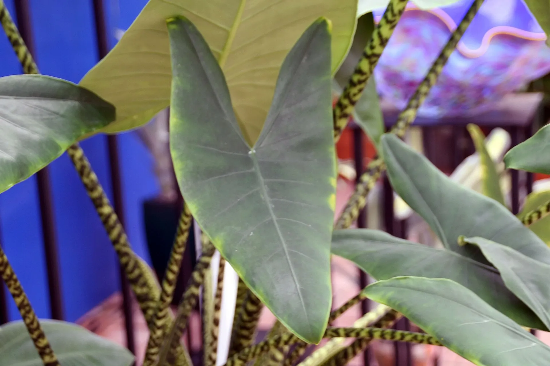 Alocasia zebrina
